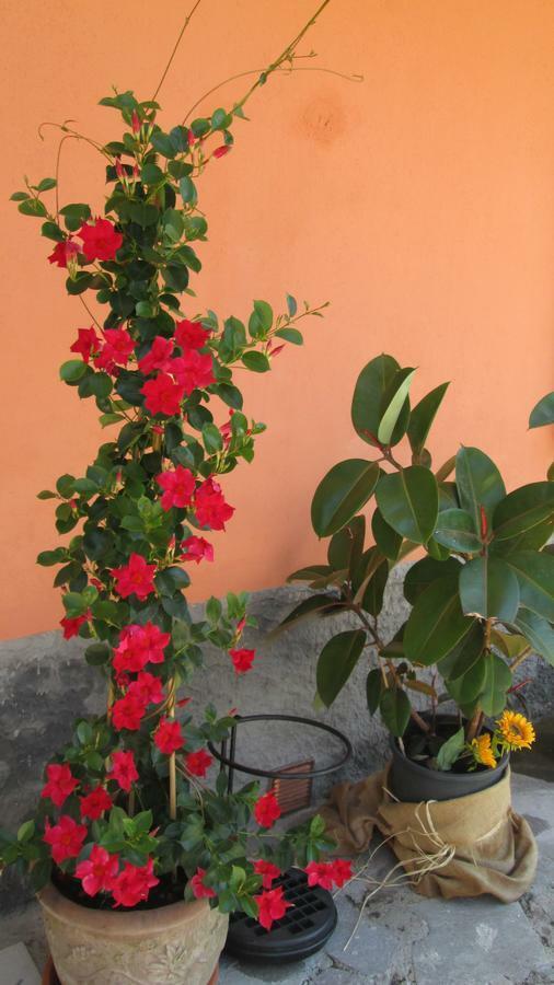 B&B Agora Sarzana Ngoại thất bức ảnh